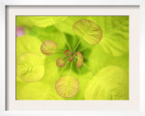 Fresh Bloom II