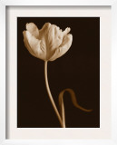 Tulip Dance