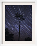 A View of Star Trails Taken in the Middle of a Pine Forest in Fonte Da Telha  Portugal