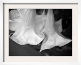 Trumpet Flowers Double