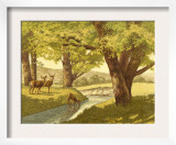 Deer in the Woods