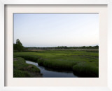 Marshland Rivulet
