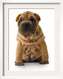 Brown Shar Pei