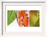 Leaves' Journey Triptych