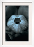 Shell in Hands