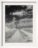 Roadside with Tree