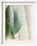 Magnolia Leaves II