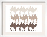 Brown Camel Family