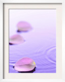 Pink Petals Floating in Water