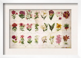 Vintage Botanical