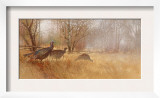 Wild Turkeys