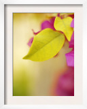 Bougainvillea