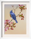 Blue Bird on Cherry Blossom Branch