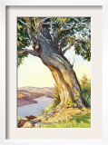 Tree Near River
