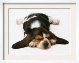 Basset Puppy