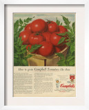 Campbell's  Magazine Advertisement  USA  1950