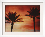 Palm Trees with Sun