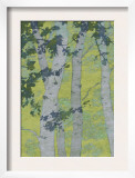 Birch Trees