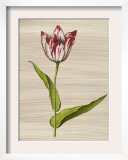 Red and White Tulip