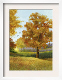 Autumn Tree