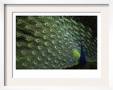 Peacock with Feathers