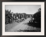 California Citrus Heritage Recording Project  Workers Harvesting Oranges  Riverside County  1930