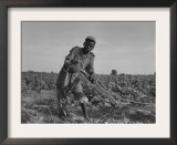 Thirteen-Year Old African American Sharecropper Boy Plowing in July 1937