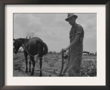 Son of Sharecropper Family at Work Cultivating a Cotton Field  Chesnee  South Carolina  June 1937