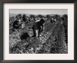 Carrot Pullers Harvesting in Coachella Valley  California  Feb 1937