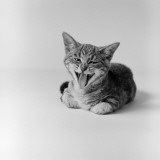 Kitten Lying Down  Yawning