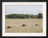 Belgian Paratroopers on Guard in the Fields