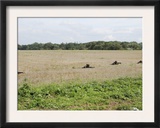 Belgian Paratroopers on Guard in the Fields