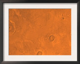 Tharsis Region of Mars