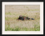 Belgian Paratroopers on Guard in the Fields