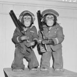 Two Chimpanzees Dressed As Policemen  Standing Holding Guns