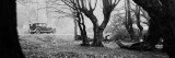 Epping Forest