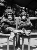 Two Baby Chimpanzees Sitting in Chairs With Their Arms and Legs Folded