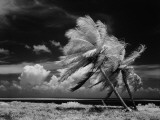 Palm Trees Blowing in Wind