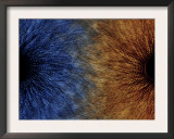 Duality Motif