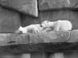 Polar White Bears Sleeping