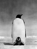Emperor Penguin With Chick Resting on It's Feet To Keep Warm