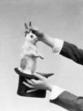 Hands of Magician Performing Magic Trick  Pulling Rabbit Out of Top Hat