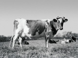 Guernsey Cow