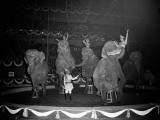 Circus Elephants