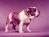 Brown and White Bulldog