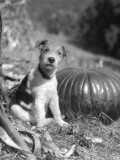 Wire Hair Terrier Sitting By Pumpkin and Looking at Camera