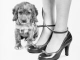 Legs of Woman in High Heel Shoes Tangled By Leash of Cocker Spaniel Puppy