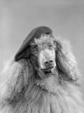 Poodle Dog