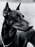 Doberman Pinscher