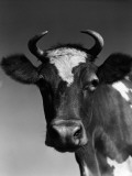 Guernsey Cow With Horns